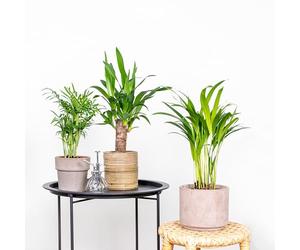 Bloomique - Lot de 3 - Mélange de palmiers tropicaux - Dypsis, Chamaedorea, Yucca - Facile d’entretien - 20-45 cm