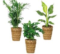 Bloomique - Lot de 3 - Mélange de paniers (dé) polluants - Dépolluantes - 20-45 cm