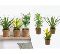 Bloomique - Lot de 3 - Mélange de plantes tropicales d’intérieur avec panier en jonc de mer luxe - Dépolluantes - 25-40 cm