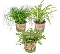 Bloomique - Lot de 3 - Mélange plantes d’intérieur sans danger pour les animaux - Cyperus, Chlorophytum, Callisia - 15-25 cm