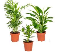 Bloomique - Lot de 3 - Mélange pour la chambre - Spathiphyllum, Clusia, Chamaedorea - Plantes d’intérieur - Hauteur 30-40 cm - Pot 12 cm