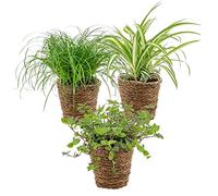 Bloomique - Lot de 3 - Mélange sans danger pour les animaux avec panier en jonc de mer - 15-25 cm