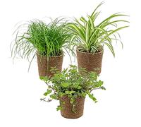 Bloomique - Lot de 3 - Mélange sans danger pour les animaux avec panier en jonc de mer - 15-25 cm