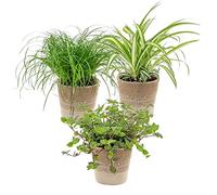 Bloomique - Lot de 3 - Mélange sans danger pour les animaux avec panier en jute - Sans danger pour les animaux - 15-25 cm
