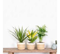 Bloomique - Lot de 3 - Mélange tropical - Dracaena, Chamaedorea, Codiaeum - Dépolluantes - 25-40 cm