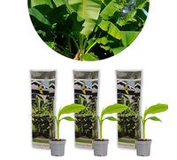 Bloomique - Lot de 3 - Musa Basjoo - Bananier du Japon - Plantes de jardin - Rustique - Hauteur 20-30 cm - Pot 10,5 cm