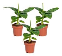 Bloomique - Lot de 3 - Musa Dwarf Cavendish - Bananier nain - Plantes d’intérieur - Dépolluantes - Sans danger pour les animaux - 20-30 cm de haut - Pot 12 cm