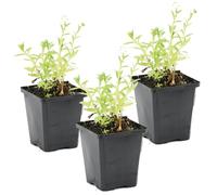 Bloomique - Lot de 3 - Myosotis Palustris - Myosotis des marais - Plantes de bassin - Plantes aquatiques - Rustique - Hauteur 10-20 cm - Pot 9 cm