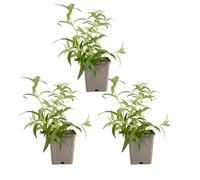 Bloomique - Lot de 3 - Nepeta Blue Moon - Cataire - Rustique - Vivace - Mellifère - Hauteur 10-20 cm - Pot 9 cm