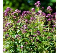 Bloomique - Lot de 3 - Origanum Vulgare - Plante d'origan - Plantes aromatiques - Plantes de jardin - Résistantes à l'hiver - Hauteur 10-20 cm - Pot 9x9 cm