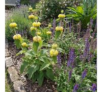 Bloomique - Lot de 3 - Phlomis russeliana - Sauge de Jérusalem - Floraison abondante - Rustique - Vivace - Hauteur 10-20 cm - Pot 9 cm