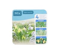 Bloomique - Lot de 3 Plantes de Bassin - Pontédérie - Acorus - Iris
