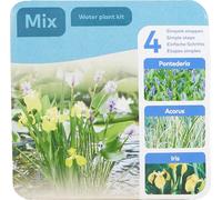 Bloomique - Lot de 3 Plantes de Bassin - Y compris anneau flottant - Pontederia - Acorus - Iris -