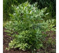 Bloomique Lot de 3 plantes de jardin Levisticum Officinale - Plantes de maggi - Plantes de jardin - Résistantes à l'hiver - Hauteur 10-20 cm - Pot de 9 x 9 cm