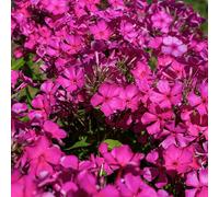 Bloomique Lot de 3 plantes de jardin Phlox Subulata MacDaniel's Cushion, Phlox, plantes de jardin, rustiques au froid, hauteur 10-20 cm, pot de 9 x 9 cm