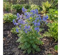 Bloomique - Lot de 3 - Polemonium Caeruleum 'Bambino Blue' - Échelle de Jacob - Floraison abondante - Rustique - Vivace - Hauteur 10-20 cm - Pot 9 cm