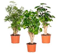 Bloomique - Lot de 3 - Polyscias - Aralia - Fabian, Ming, Green Lemon - Plantes d’intérieur - Sans danger pour les animaux - 30-40 cm de haut - Pot 12 cm