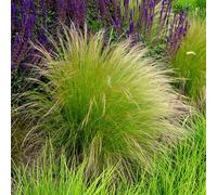 Bloomique Lot de 3 queues de cheval Stipa Tenuissima - Herbe à plumes - Herbe décorative - Plantes de jardin - Résistantes à l'hiver - Hauteur 10-20 cm - Pot 9 x 9 cm