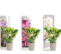 Bloomique - Lot de 3 - Rhododendron - Violet, Rose, Blanc - Persistant - Rustique - Plantes de jardin - Hauteur 15-20 cm - Pot 9 cm