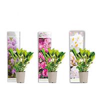 Bloomique - Lot de 3 - Rhododendron - Violet, Rose, Blanc - Persistant - Rustique - Plantes de jardin - Hauteur 15-20 cm - Pot 9 cm