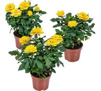 Bloomique - Lot de 3 - Rosier Nain Jaune - Plantes d’intérieur & extérieur - Terrasse & Jardin - Rustique - 20-30 cm de Haut - Pot 12 cm