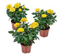 Bloomique - Lot de 3 - Rosier Nain Jaune - Plantes d’intérieur & extérieur - Terrasse & Jardin - Rustique - 20-30 cm de Haut - Pot 12 cm