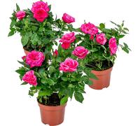 Bloomique - Lot de 3 - Rosier Nain Rose - Plantes d’intérieur & extérieur - Terrasse & Jardin - Rustique - 20-30 cm de Haut - Pot 12 cm