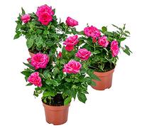Bloomique - Lot de 3 - Rosier Nain Rose - Plantes d’intérieur & extérieur - Terrasse & Jardin - Rustique - Hauteur 20-30 cm - Pot 12 cm