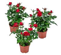 Bloomique - Lot de 3 - Rosier Nain Rouge - Plantes d’intérieur & extérieur - Terrasse & Jardin - Rustique - 20-30 cm de Haut - Pot 12 cm