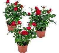 Bloomique - Lot de 3 - Rosier Nain Rouge - Plantes d’intérieur & extérieur - Terrasse & Jardin - Rustique - 20-30 cm de Haut - Pot 12 cm