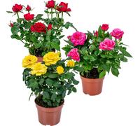 Bloomique - Lot de 3 - Rosiers Nains - Rouge, Jaune, Rose - Plantes d’intérieur & extérieur - Terrasse & Jardin - Rustique - 20-30 cm de Haut - Pot 12 cm