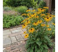 Bloomique - Lot de 3 - Rudbeckia Fulgida ‘Goldsturm’ - Rudbeckie - Floraison abondante - Rustique - Vivace - Hauteur 10-20 cm - Pot 9 cm