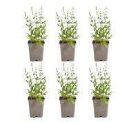 Bloomique - Lot de 3 - Sauge Sensation Blanche - Floraison blanche - Rustique - Vivace - Attire les abeilles - Hauteur 10-20 cm - Pot 9 cm