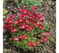 Bloomique - Lot de 3 - Saxifraga Carpet Purple Robe - Saxifrage - Floraison abondante - Rustique - Hauteur 10-20 cm - Pot 9 cm