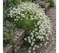 Bloomique - Lot de 3 - Saxifraga Tapis Blanc - Saxifrage - Floraison abondante - Rustique - Hauteur 10-20 cm - Pot 9 cm