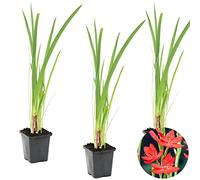 Bloomique - Lot de 3 - Schizostylis Coccinea - Lys des Cafres rouge - Glaïeul des marais - Plantes de bassin - Plantes aquatiques - Rustique - Hauteur 10-20 cm - Pot 9 cm