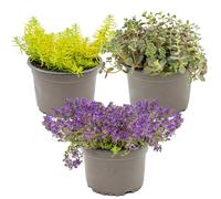 Bloomique - Lot de 3 - Sedum - Orpin - Plantes de jardin - Résistante au gel - Persistante - 10-15 cm de haut - Pot 14 cm