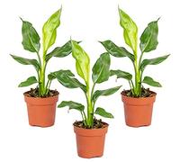 Bloomique - Lot de 3 - Strelitzia Reginae - Oiseau de paradis - Plantes d’intérieur - Dépolluantes - Faciles à entretenir - Hauteur 30-40 cm - Pot 12 cm