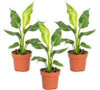 Bloomique - Lot de 3 - Strelitzia Reginae - Oiseau de paradis - Plantes d’intérieur - Dépolluantes - Faciles à entretenir - Hauteur 30-40 cm - Pot 12 cm