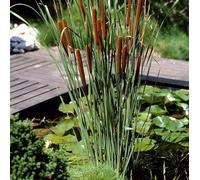 Bloomique - Lot de 3 - Typha Latifolia - Grand Massette - Cigare des marais - Plantes de bassin - Résistante au gel - Zone de bassin 2-3 - 15-25 cm de haut - Pot 9 cm