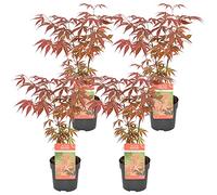 Bloomique - Lot de 4 - Acer palmatum Atropurpureum - Érable du Japon - Feuillage rouge - Résistant au froid - Hauteur 25-40 cm - Pot 10,5 cm