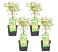 Bloomique - Lot de 4 - Acer palmatum 'Butterfly' - Érable du Japon - Feuillage vert-blanc - Résistant au froid - 25-40 cm de Haut - Pot 10,5 cm