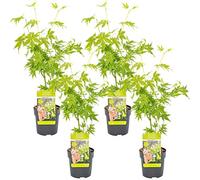 Bloomique - Lot de 4 - Acer palmatum 'Going Green' - Érable du Japon - Feuillage vert - Résistant au froid - Hauteur 25-40 cm - Pot 10,5 cm