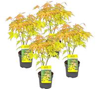 Bloomique - Lot de 4 - Acer palmatum 'Orange Dream' - Érable du Japon - Feuillage orange - Rustique - Hauteur 25-40 cm - Pot 10,5 cm