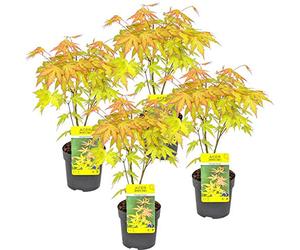 Bloomique - Lot de 4 - Acer palmatum 'Orange Dream' - Érable du Japon - Feuillage orange - Rustique - Hauteur 25-40 cm - Pot 10,5 cm