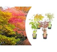 Bloomique - Lot de 4 - Acer palmatum - Orange Dream, Going Green, Butterfly, Atropurpureum - Érables japonais - Rustiques - 25-40 cm de Haut - Pot 10,5 cm