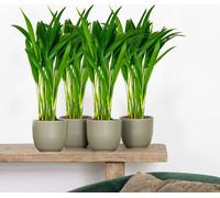 Bloomique - Lot de 4 - Dypsis Lutescens - Palmier Areca - Plantes d’intérieur - Dépolluante - Sans danger pour les animaux - Hauteur 20-30 cm - Pot 10,5 cm