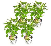 Bloomique - Lot de 4 - Hydrangea Strong Annabelle - Hortensia - Blanc - Plantes de jardin - Résistante au gel - 40-50 cm de haut - Pot 19 cm