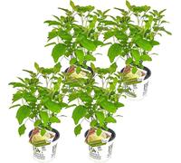 Bloomique - Lot de 4 - Hydrangea Strong Annabelle - Hortensia - Blanc - Plantes de jardin - Résistante au gel - 40-50 cm de haut - Pot 19 cm