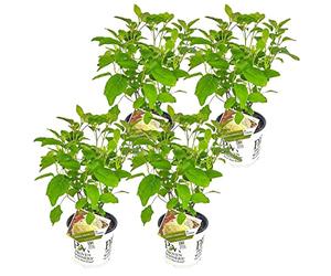 Bloomique - Lot de 4 - Hydrangea Strong Annabelle - Hortensia - Blanc - Plantes de jardin - Résistante au gel - 40-50 cm de haut - Pot 19 cm